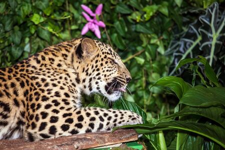 Leopard sleepig in jungle close up view