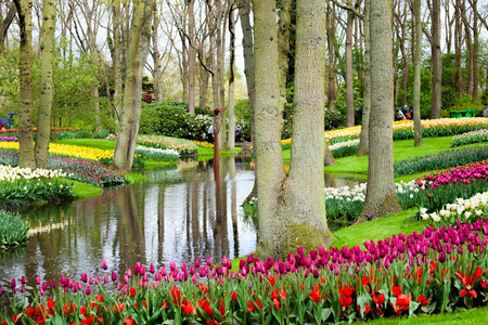Tourists walking throung colorful tulips on the river bank in Keukenhof park in Amsterdam area, Netherlands. Spring blossom in Keukenhofのeditorial素材