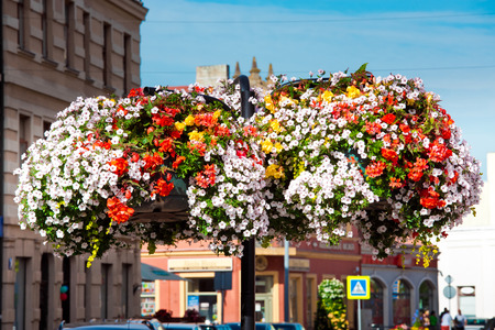 Petunia flowers in pots. Flowering plants, street decoratingの写真素材