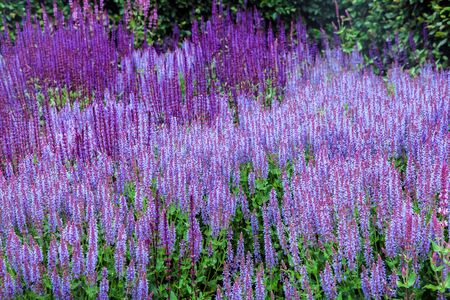 Salvia (disambiguation) plant blossomの写真素材