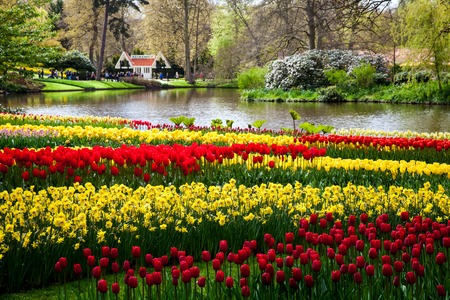 Colorful tulips on the river bank in Keukenhof park in Amsterdam area, Netherlands. Spring blossom in Keukenhofのeditorial素材