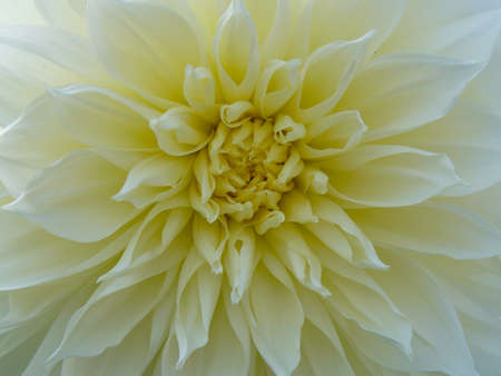 Light orange yellow dahlia flower macro photo.の写真素材