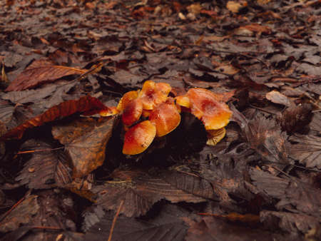 Group of the honey mushrooms in the forest brown foliageの写真素材