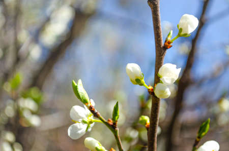 Beautiful white apple or pear blossom.Flowering apple pear tree.Fresh spring background on nature outdoors.Soft focus image of blossoming flowers in spring time.For easter and spring greeting cardsの写真素材