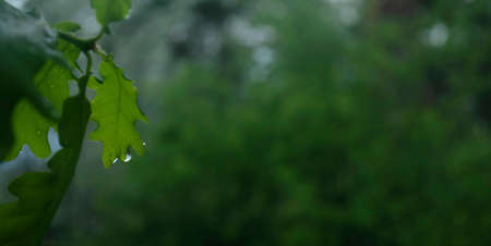 The water drop after a Spring rain. Green leaf with drops of water. Close-up of water drops on a...
