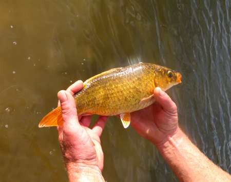Golden carp in hands glistens in the rays of the evening sun. Live caught fish on the hand against the background of water. Summer time. Fishing on the lake.の写真素材