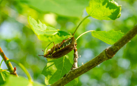 European chafer beetle on a green leaf closeup side macro photo, old hairy beetle looking for food, bokeh background.の写真素材