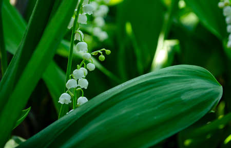 Flower Spring Sun White Green Background May lily of the valley, white flowers on a background of...
