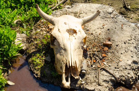 A cow's skull with horns and a pierced head lies on a piece of oil in a puddle of dirty water with green grass.の写真素材