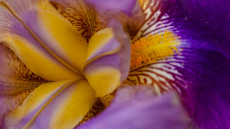 Beautiful garden flower close up.Beautiful purple, Violet and yellow iris flower. Close-up of a...