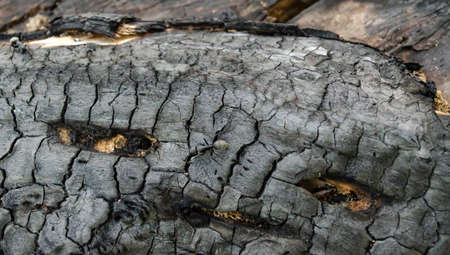 Wood ant peering from hole in wood. Carpenter aka Wood ant. Black ant on burnt woodの写真素材