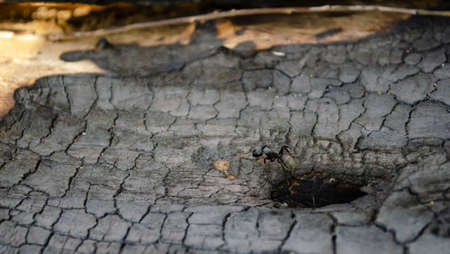 Wood ant peering from hole in wood. Carpenter aka Wood ant. Black ant on burnt woodの写真素材