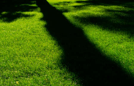 Big shadow on spring green grass in the park. Abstract nature backgroundの写真素材