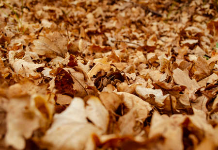 Fallen dry leaves. Dry brown leaves on the ground. Autumn leaf fall. Brown Leaves on the ground in...