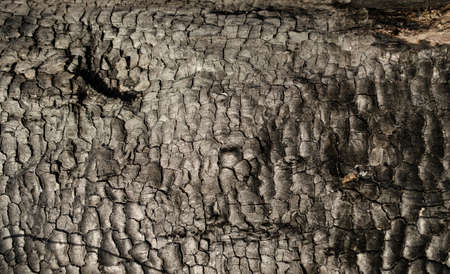 Black wood texture of burnt tree after fire. Abstract background of charcoal.
