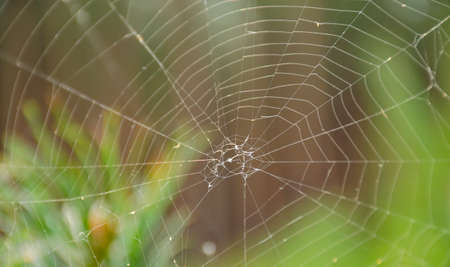 Spider web on spring branch, Spider Web against green forest background, Close-up, Web, Tree. Selective focusの写真素材