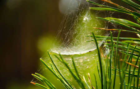 Domed Spider web on spring branch, Spider Web against green forest background, Close-up, Web, pine needles Tree. Selective focusの写真素材