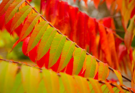 Autumnal ornament, red leaves of branch on green background