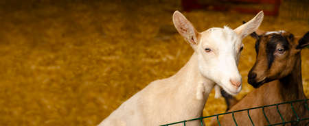 Close-up photos of goats with passion faces at the corral of farm. Lovely couple little white and brown goats. Love and affection. Shallow depth of field. Goat farm, animal feeding.の写真素材