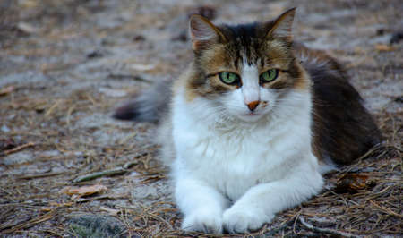 A tricolor wild cat in the forest sits on the needles. The forest cat sits in anticipation of prey.の写真素材