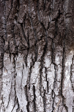 The bark of an old tree. Half of the bark is black and half is colored white. Vertical wood texture.の写真素材