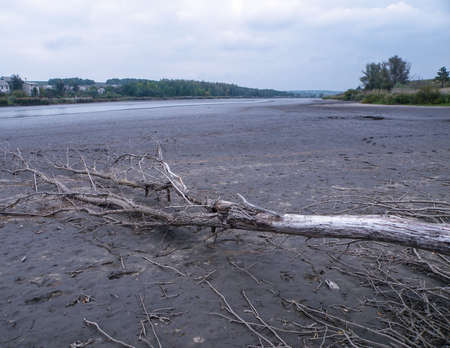 A tree at the bottom of a dried-up lake. Environmental problems, climate warming. Gloomy landscape of a dead body of waterの写真素材