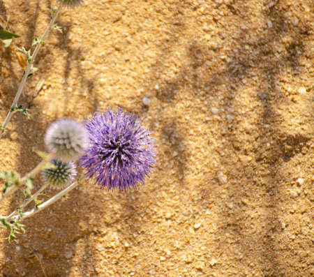 Decorative thistle against stone wall. plant Echinops commonly known as globe thistles.