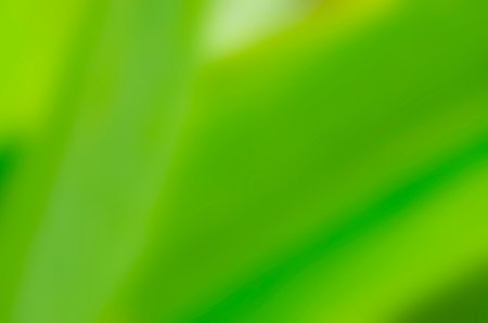 Green nature blured background for your textの写真素材