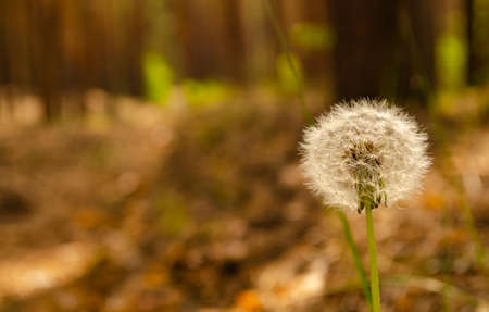 Nature background of white dandelion on blur forest background Blurred background with shallow depth of field. Concept of fragility and simplicity in nature, finest details. Macro.の写真素材