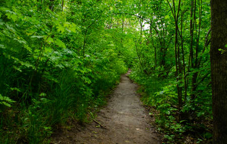 Trail forest. Mysterious magical path in a green deciduous forest. Dark mystical winding road in the...