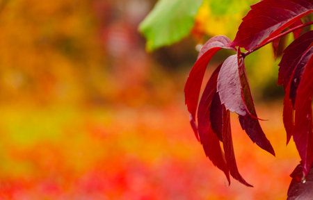Close up of Autumn Virginia Creeper leaves, Macro of Autumn Wild Grape leaves, Colorful Leaves Of...