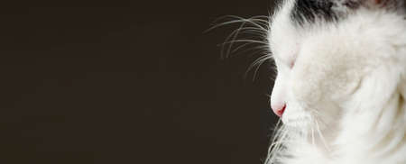Sleeping cute cat face. Side view of black white cat face on black background. Copy space for your textの写真素材