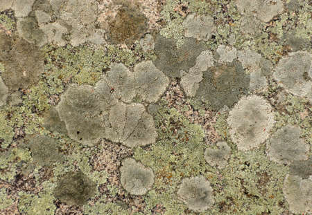 Old gray stone wall with green moss texture background