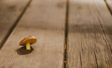Lonely butterdish mushroom on a wooden surface. Concept background for autumn season harvesting or gathering edible foodの写真素材