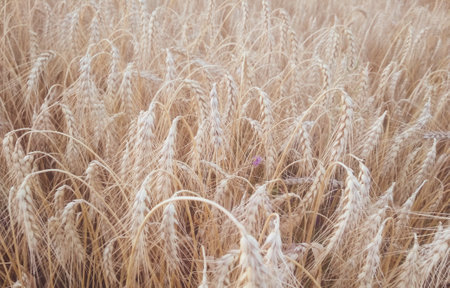 Rural scenery. Background of ripening ears of wheat field and sunlight. crop field. selective focus. field landscape.の写真素材