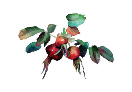 Branch of rose hip, dog rose, rosehip with three red berries and green leaves isolated, hand drawn watercolor illustration on white backgroundの写真素材