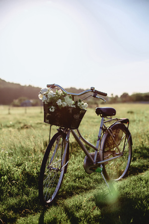 Field flowers on the trunk of a walking bike in the field in the backlight of the sunsetの写真素材