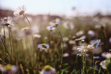 white field daisies on smooth stems in the sunshine of the sunsetの写真素材