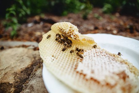 honey, bees and wax on a plate on the groundの写真素材