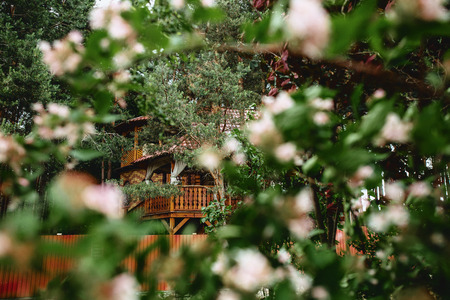 View of a wooden cottage through the flowering of trees and green leavesの写真素材
