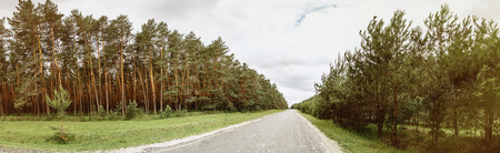 A panorama of the road through a summer pine forest with green juicy grass and clear lawnsの写真素材