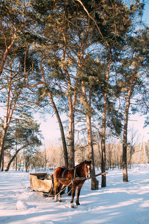 a horse in a harness in the sunlight on the snow in the woodsの写真素材