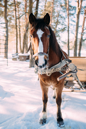a horse in a harness in the sunlight on the snow in the woodsの写真素材