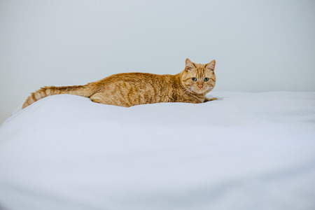 cat on the bed seat back tailの写真素材