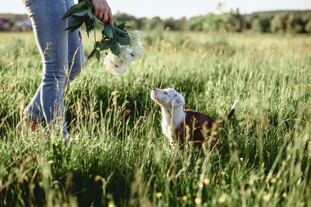 The girl walks with a puppy in a field in a bicycle in the back of warm, sunny lightの写真素材