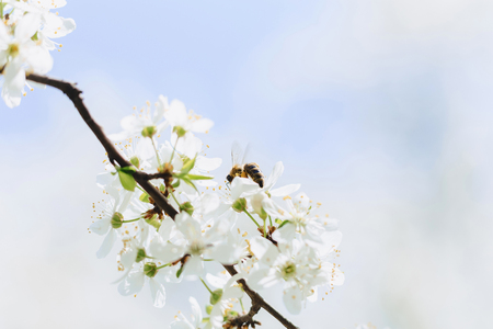 bee flying over cherry or apple blossom at srpingの写真素材