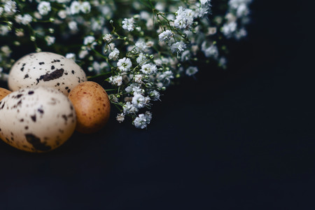 gipsophila and small eggs on simple gray background with place for text