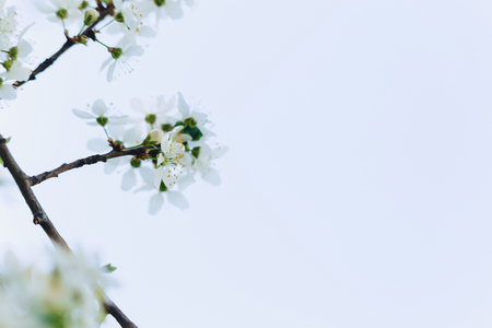 white apple blossom or white cherry blossom on a sunny spring dayの写真素材