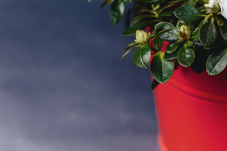 Hydrangea in vase on dark background in studioの写真素材