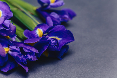 irises on dark simple background in studioの写真素材